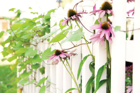 What’s in a Name? Understanding Botanical Nomenclature Image